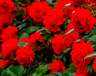 광교초등학교 교화 장미 이미지